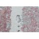Läufer ACRYL DIZAYN 125/5057 rosa