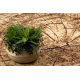 BCF Tapis Morad PIEŃ Arbre Bois - beige