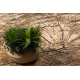 BCF Tapis Morad PIEŃ Arbre Bois - gris / beige / vieil or